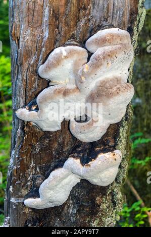 Champignon Poussant sur un tronc d'arbre Banque D'Images