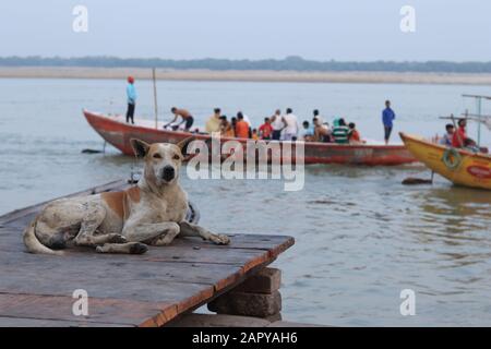 Le chien errant est posé par le Ganga River Banque D'Images