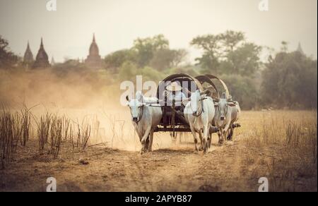 Homme rural birman conduisant chariot en bois avec du foin sur route poussiéreuse tractée Banque D'Images