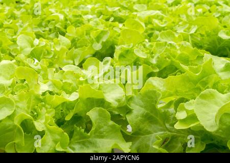 La méthode de la culture hydroponique de plantes à l'aide de solutions nutritives minérales, dans l'eau, sans sol. Close up main plantation plante hydroponique Banque D'Images