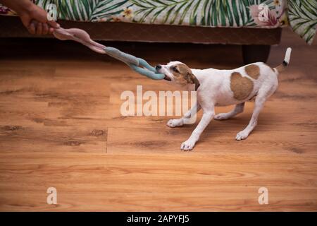 Chiot mignon jouant tug de guerre Banque D'Images