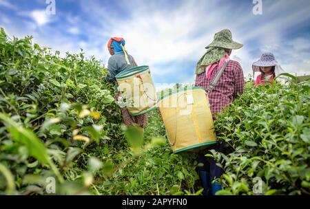 Sélecteur de thé picking feuille de thé sur plantation, Chiang Rai, Thaïlande Banque D'Images