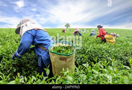 Foule de cueillette des feuilles de thé thé picker sur plantation, Chiang Rai, Thaïlande Banque D'Images