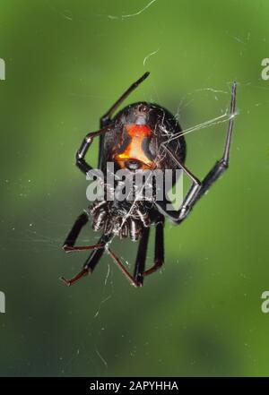 Araignée large noire, Latrodectus sp. Ventrale montrant une caractéristique en verre d'heure Banque D'Images