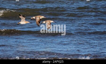 Godwits en vol à Motueka Sandspit, site Ramsar reconnu internationalement pour les oiseaux de rivage locaux et migrants, région de Tasman, Nouvelle-Zélande. Banque D'Images