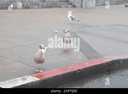 Cueillette de litière de mouettes près de l'hôtel de ville de San Francisco, États-Unis Banque D'Images