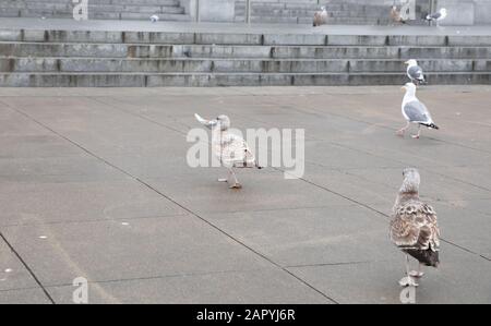 Cueillette de litière de mouettes près de l'hôtel de ville de San Francisco, États-Unis Banque D'Images