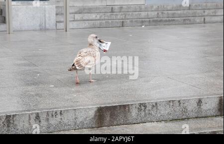 Cueillette de litière de mouettes près de l'hôtel de ville de San Francisco, États-Unis Banque D'Images