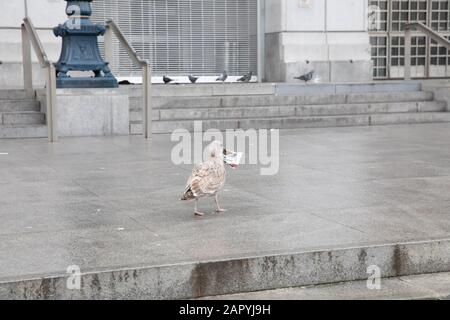 Cueillette de litière de mouettes près de l'hôtel de ville de San Francisco, États-Unis Banque D'Images