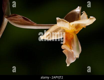 Fleur d'orchidée tropicale, Stanhotea ecornuta, Malaisie Banque D'Images