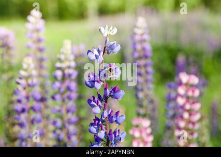 abeille bosselée collectant le nectar sur une lupine violette. Lupins fleuris en été. Paysage avec fleurs sauvages. Banque D'Images