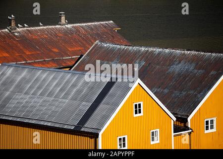 Les mouettes assises sur les toits des maisons en bois jaunes, lofoten, nordland, norvège Banque D'Images