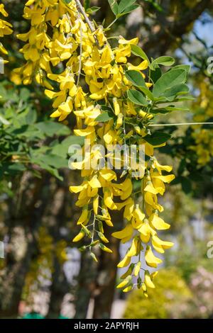 Fleurs jaunes de laburnum Alpine dans un jardin au printemps Banque D'Images