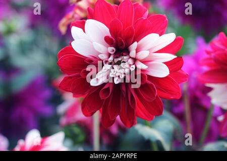 Maman rouge et blanche ou fleur de chrysanth. Fleur De Chrysanthème Rouge. Pompon Dahlia.Beau rouge décoratif Chrysanthemums, parfois appelés mamans ou chrysanes Banque D'Images