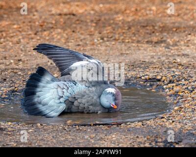 Pigeon ramier Columba palumbus echelle en hiver Banque D'Images