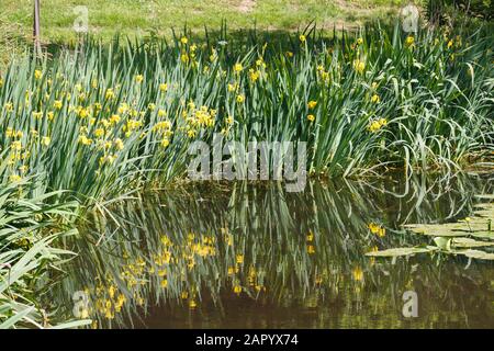L'iris jaune de l'eau fleurit près d'un étang Banque D'Images