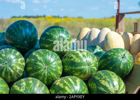 Des rangées de pastèques vertes à rayures avec des melons ovales sur une remorque contre un champ jaune et un ciel bleu. Contexte. Banque D'Images