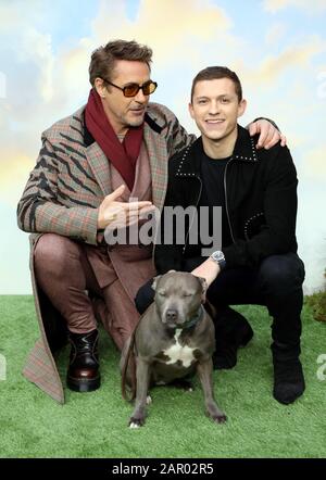 Robert Downey, Jr. (À gauche) Tom Holland et son chien Tessa lors de la première Dolittle à Leicester Square, Londres.