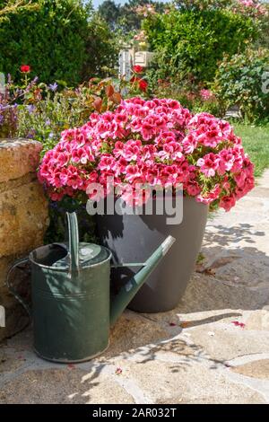 Planteur et arrosoir avec des fleurs roses de géraniums dans un jardin au printemps Banque D'Images