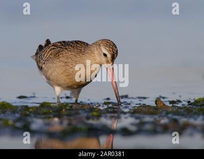 Bared Godwit, Limosa lapponica, à la recherche de nourriture dans la boue le long du rivage. Pris à Stanpit Marsh UK. Affichage de l'objectif, de l'intensité, de la stare Banque D'Images