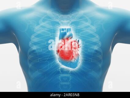 Cœur humain. Organes internes Anatomie, rendu 3D Banque D'Images