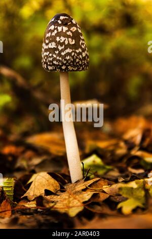 Gros plan sur les champignons et les feuilles d'automne en forêt. Banque D'Images