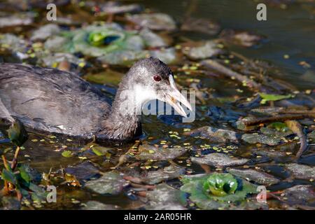 Le portrait du jeune coot eurasien Banque D'Images