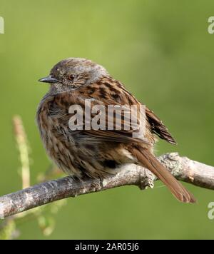 Dunnock, Prunella modularis fluffé contre les températures froides reposant perché sur une brindille avec fond vert diffus. Stanpit Marsh Royaume-Uni. Banque D'Images