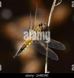 Quatre Chaser à pois, Libellula quadrimaculata, libellule perchée sur une roseau reposant avec des ailes étirées avec un fond de bokeh diffus. Arne Royaume-Uni Banque D'Images