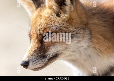 Fox dans les dunes de la zone d'approvisionnement en eau d'Amsterdam - vos dans de Amsterdam Waterleiding Duinen (AWD) Banque D'Images