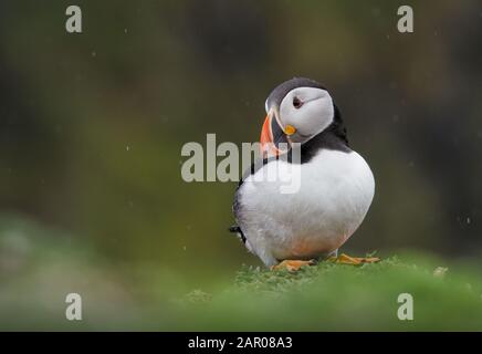 Puffin, Fratercula arctica, debout sur une falaise dans la pluie regardant triste, rêveuse et perplendisante comme il semble sur le côté. Prise sur Skomer Island Royaume-Uni Banque D'Images