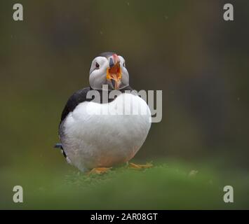 Atlantic Puffin, Fratercula arctica chantant dans la pluie, appelant montrant la joie, le bonheur et la défiance malgré le temps. Prise à Skomer Island Royaume-Uni Banque D'Images