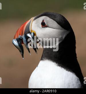 Profil tir en tête d'un Puffin Atlantique, Fratercula arctica portant beaucoup d'anguilles de sable, de poisson, de nourriture dans son bec. Prise à Skomer Island Royaume-Uni Banque D'Images