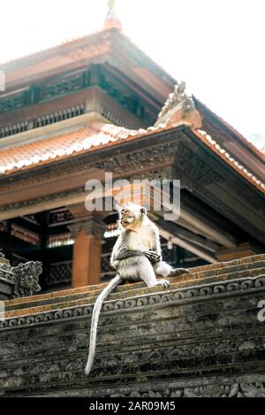 Monkey se trouve devant un temple hindou Banque D'Images