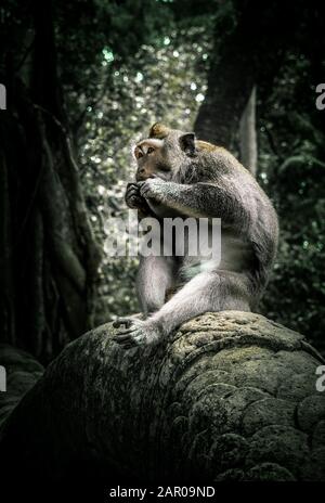 Monkey est assis dans l'atmosphère de jungle pendant que manger Banque D'Images