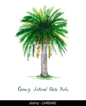 Isolé sur la peinture aux aquarelles blanc, sur l'île des Canaries (Phoenix canariensis), élément de dessin d'illustration pour invitation, carte, imprimé Banque D'Images