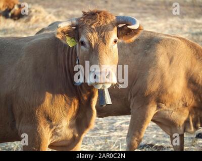 Bétail - vache brune avec cloche sur un champ Banque D'Images