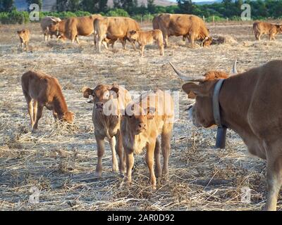 Bovins - vaches brunes avec veaux sur un champ Banque D'Images