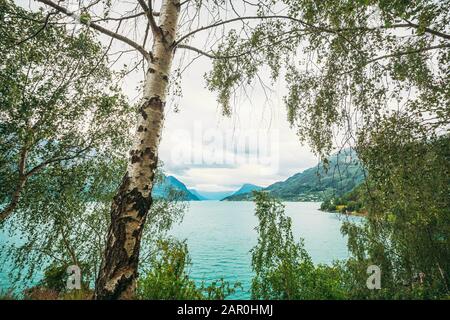 Réserve Naturelle De Bargarden, Norvège. Magnifique Fjord, Lac En Été. Nature Norvégienne. Arbre De Bouleau Sur La Côte Du Fjord. Banque D'Images