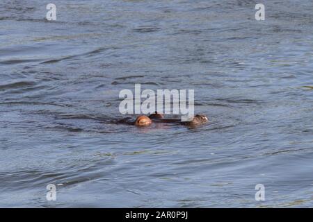 Hippo Nageant Dans L'Eau, (Hippotamus Amphibius), Kruger National Park, Mpumalanga, Afrique Du Sud. Banque D'Images