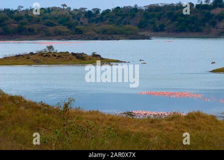 Colonies de flamingos colorant le lac Momella dans le nord de la Tanzanie Banque D'Images