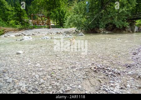 Chihuahua dans le ruisseau de montagne pendant la randonnée en Autriche Banque D'Images