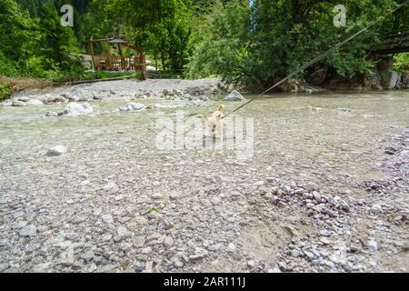 Chihuahua dans le ruisseau de montagne pendant la randonnée en Autriche Banque D'Images