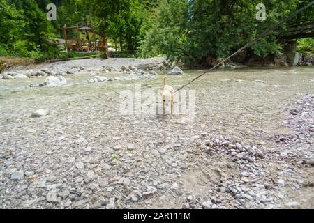 Chihuahua dans le ruisseau de montagne pendant la randonnée en Autriche Banque D'Images