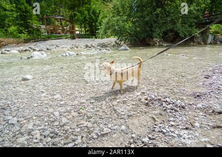 Chihuahua dans le ruisseau de montagne pendant la randonnée en Autriche Banque D'Images