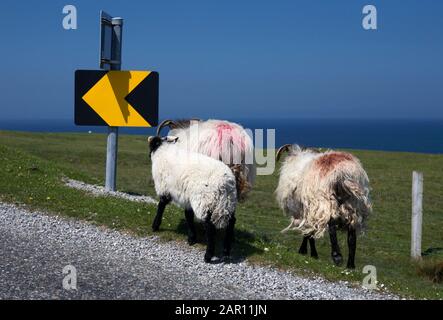 trois moutons qui sont à la pointe de la route dans l'ouest de l'irlande rurale Banque D'Images