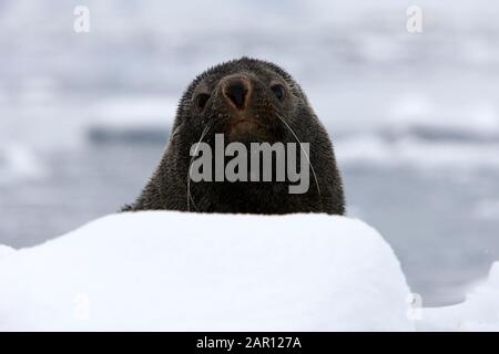 Jeune phoque à fourrure de l'Antarctique Arctocephalus gazella regardant la caméra sur la banquise en Antarctique Banque D'Images