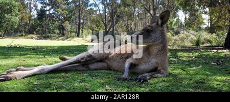 Kangourou frais en Tasmanie, Australie Banque D'Images