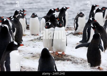 Paire de pingouins Gentoo Pygoscelis papouasie debout au milieu d'une colonie Hannah point Antarctique Banque D'Images