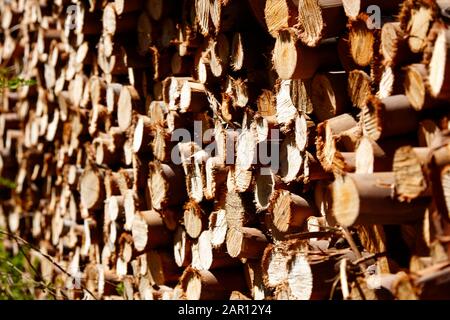 pile de bois d'eucalypus taillé pour bois de chauffage d'hiver los pellaines maule chili Banque D'Images